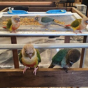 My bird at a local parrot cafe