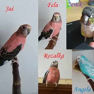 Fids 2021.png