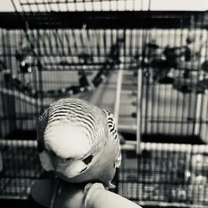 Grey pic