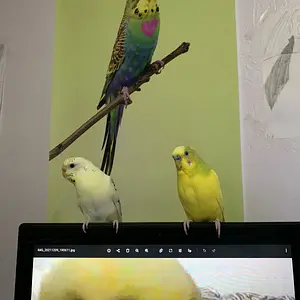My little toddlers & Hi Forums!