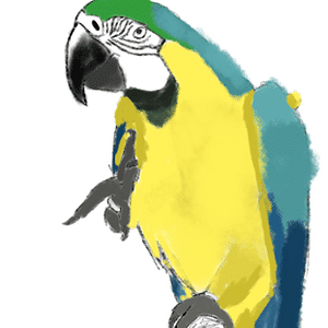 B&G macaw