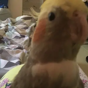 Miu the cockatiel!