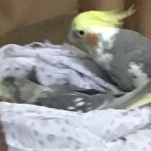 Miu with another tiel!