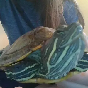 July the turtle