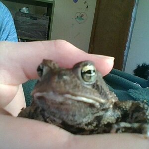 Froggo the toad