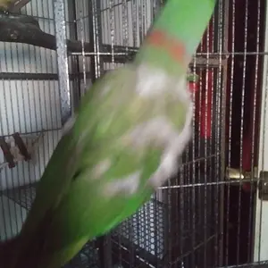 Media '20220109_163435.jpg' in album 'The Feathered Dumas Birdies- Alexandrine, Stan Lee -Love Birds, Polly and ZuZu'