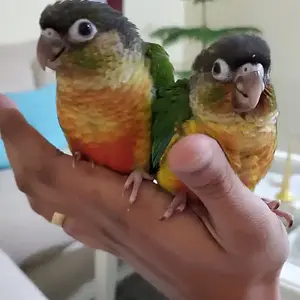 Fluffy and Coco.jpeg