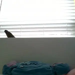 I enjoy window.