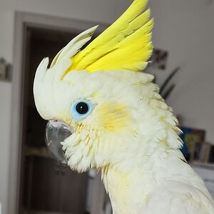 Leo the Cockatoo