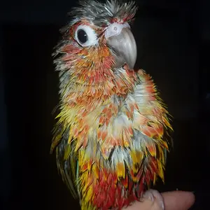 Media 'Meet Grumpybird' in category 'Conures'