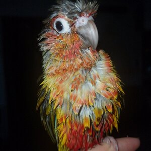 Meet Grumpybird