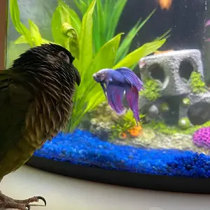 Zazu and the fish (Bailey)