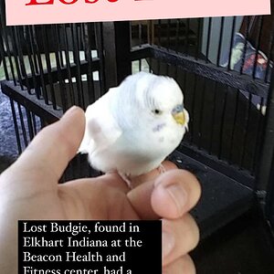 lost bird!