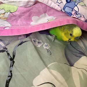 Kiwi in some blankets-