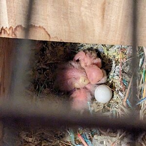 hatchlings @ 02-01-23