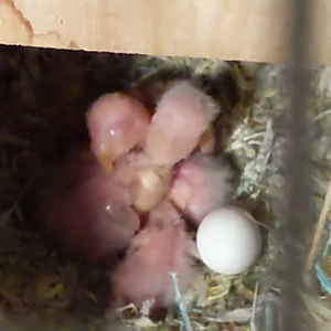 Early Days  - The Hatchlings