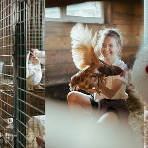 Master cage new video mini zoo | white buff silver sebright Fighter chickens All in One Master cage.