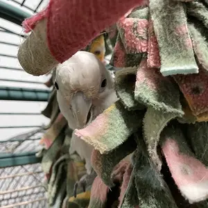 Sugar.jpg