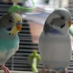 Two Budgies