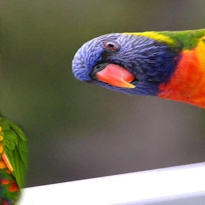 Loirkeet
