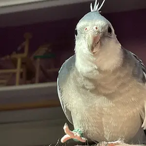 Rico and his Peets!