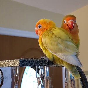 These cutest baby lovebirds flew for the first time to their gym tower