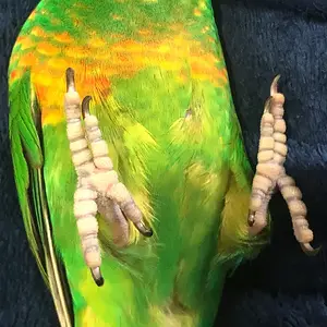 Rico Rico the scaly breasted musk lorikeet hybrid