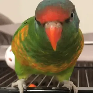 Rico the scaly breasted musk lorikeet hybrid again