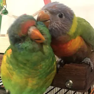 Rico & Clem