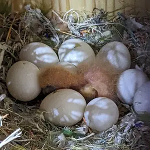 Phoenix newest baby 1 of 10 eggs