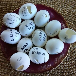 Jingles eggs 25 years.jpg