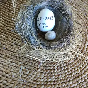 Jingles egg: Congo AG egg against a wild bird egg.