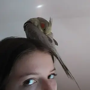 Shoulder bird??? Nah, I've got a head bird