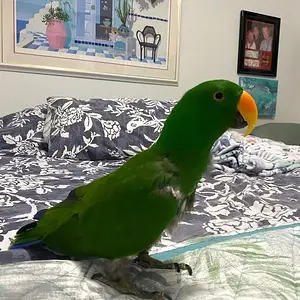 Elmo Male Eclectus