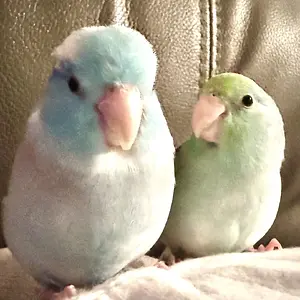 Parrotlets are the best!