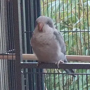 New Baby