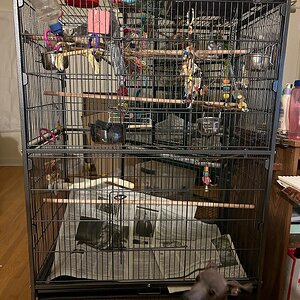 Amazon Bird Cage.jpeg