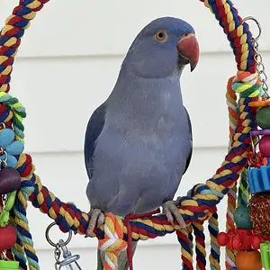Ringo