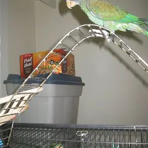 Vortex and Charlie_Community cage.JPG