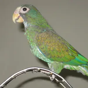 Vortex is cute at 3 months old.JPG