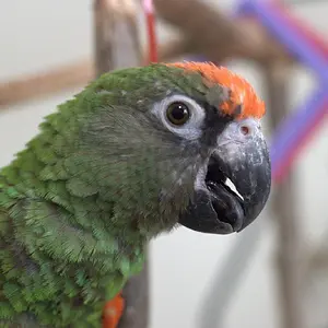 Media 'Sammy' in category 'Poicephalus'