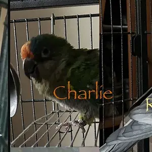 Vortex Charlie Redshift Banner.jpg