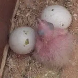 2008 4-1 new chick- B#88171.webp