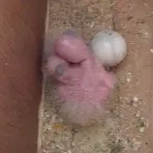 2008 4 4 chick photos 001.webp