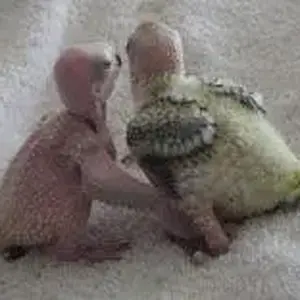 2008 04 18 003.webp