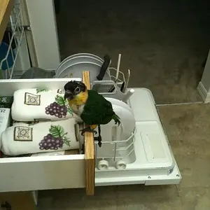 Media 'photo 1.webp' in category 'Caiques'