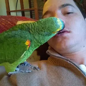 parrot kiss.webp