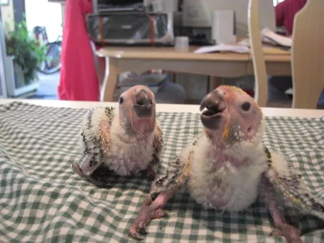 08 09 08 Chicks At Three Plus Weeks Old 005