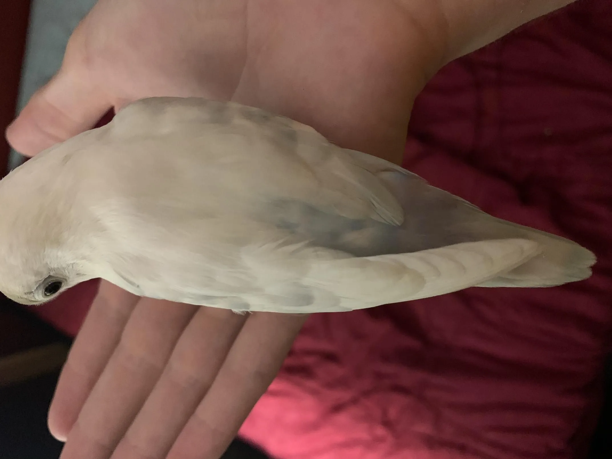 11D0FED9-A714-4A24-B9DB-BD968F143CA4.webp
