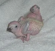 2008 04-13 Jack and B#8E406.webp